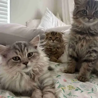 chatons scottish fold et straight, View more