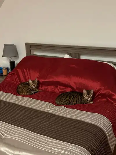recherche familles pour Bengal , View more