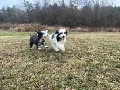 Moyen Sheepadoodle puppies, View more