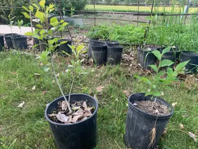 A variety of small potted trees. Varying from 6in tall to 3ft tall. $7-$10 each For more information...
