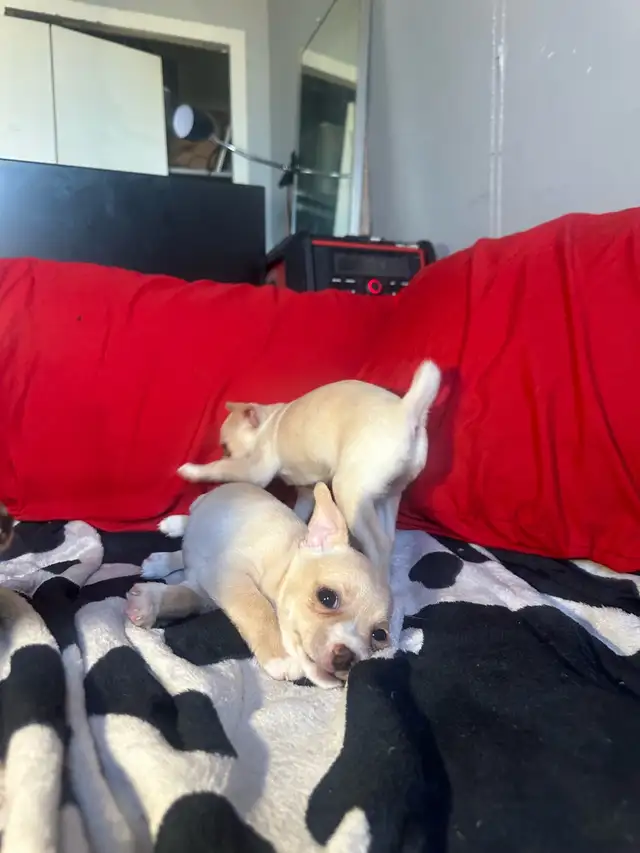 2 tan female purebred Chihuahua puppies in Dogs & Puppies for Rehoming in Hamilton - Image 3