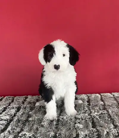 Berger Anglais ( Bobtail) **** doit partir****, View more