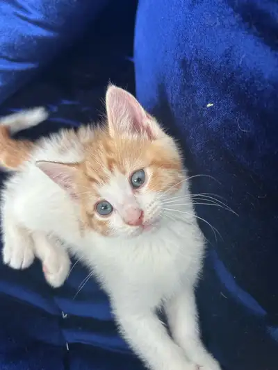 Adorable Orange & White Blue-Eyed Female Kitten , View more