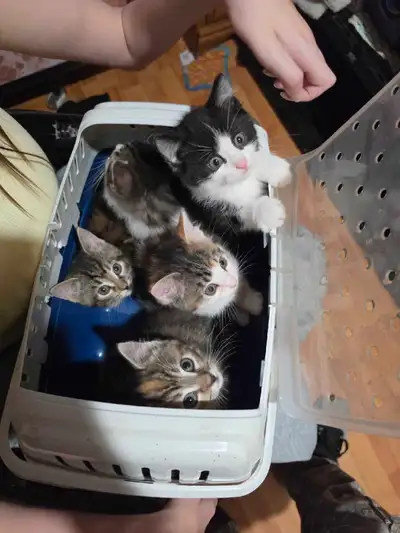 4 baby kittens 2 males 2 female, View more