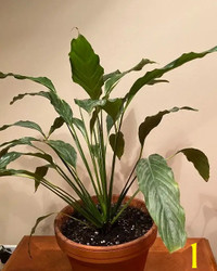 Peace lily with pot for sale