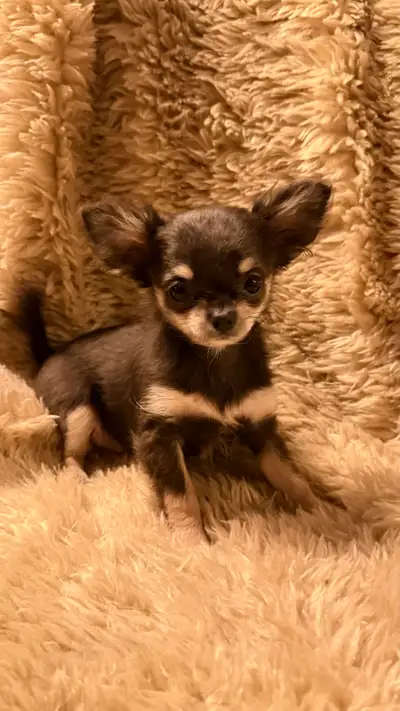 chihuahua miniature femelle et mâle âgée de 4 mois , View more