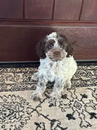 Adorable and colourful Cockapoo puppies, Dad is a pure Brown Roan Cocker Spaniel and Mom is a Pure B...