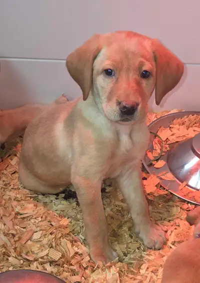 1 MALE & 1 FEMALE! CKC Purebred Yellow Labs, View more