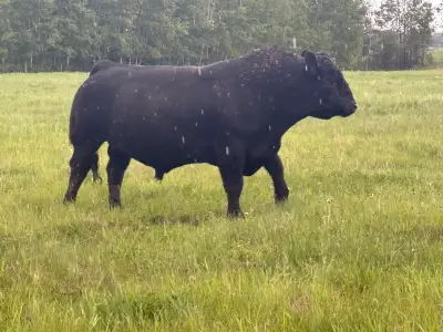 82 pound birthweight, black Angus Bull, purebred, three years old. Just downsized. Too many bulls.