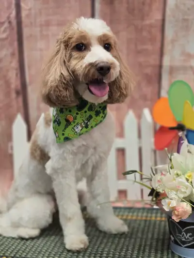 Pebbles is a beautiful 5 year old mini golden doodle searching for her forever family. Rehoming her...