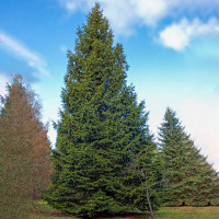 4ft Norway Spruce Trees
