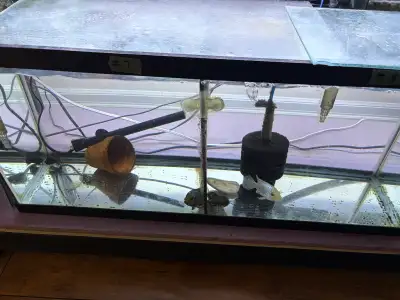 Fish Tank with 2 Flower horn fish, View more