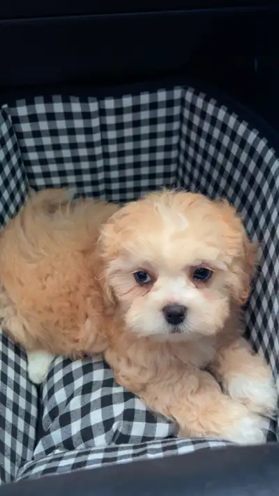 Shichon puppy, View more