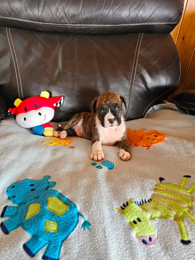 Chiots Boxer in Dogs & Puppies for Rehoming in West Island - Image 10