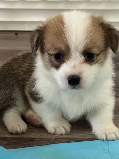 Purebred corgi puppies born April 11th. Only a female left! Ready for their new homes!