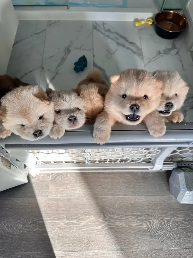 Chow Chow puppies Ready to go in Dogs & Puppies for Rehoming in Oakville / Halton Region - Image 7