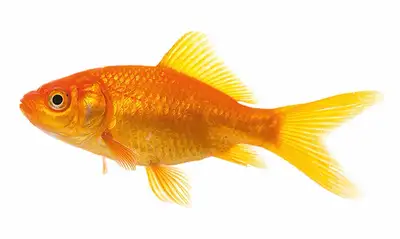 Free and healthy. Bought two feeder goldfish to cycle my tank and now that’s done, they’re free to r...