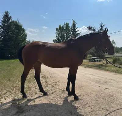 Warmbloods for sale, View more