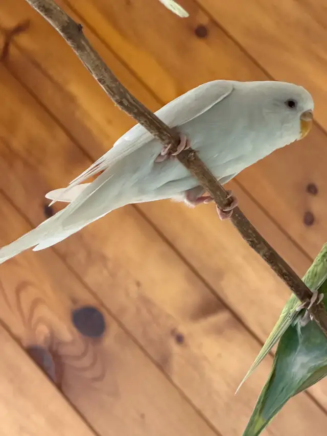 budgie bird   in Birds for Rehoming in Chilliwack - Image 11