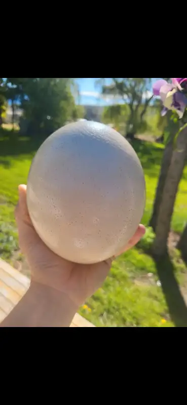 Ostrich egg, View more