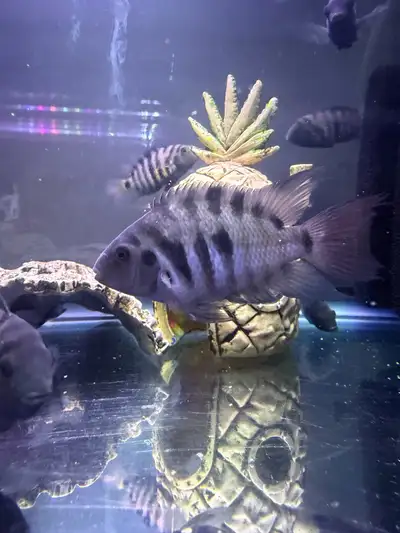 convict cichlid, View more