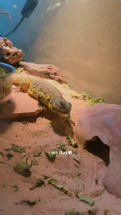 UROMASTYX, View more