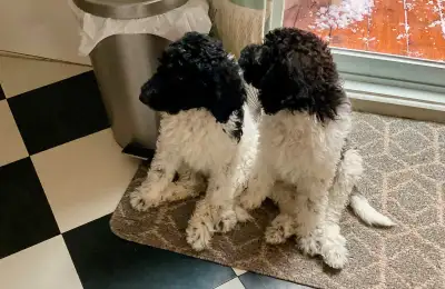 Caniche royal bicolore de 6 mois à vendre, fait environ 45 lbs. Mâle, il a reçu ses vaccins mais n’a...
