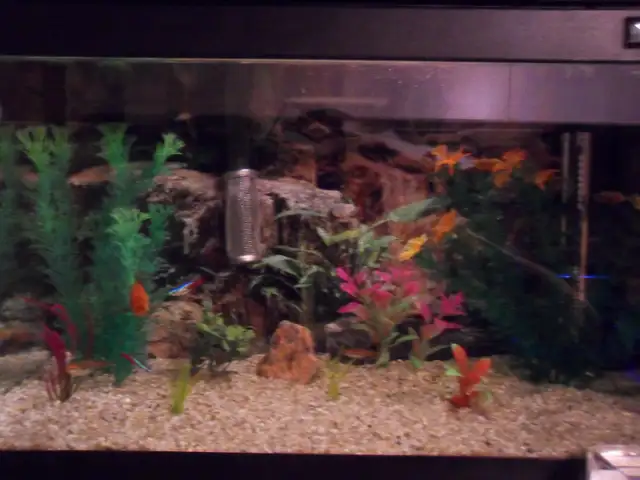 Cleaning aquariums (maintenance) Entretien des aquariums in Other in Laval / North Shore - Image 11