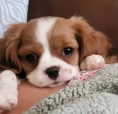 *ALL SOLD NOW" Cavalier King Charles Spaniel Puppies *SOLD*, View more