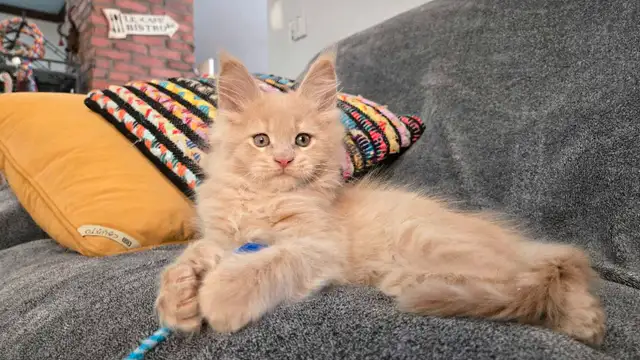 Maine Coon 2 femelles 3 mois - reayd to go in Cats & Kittens for Rehoming in Laval / North Shore - Image 2