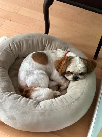 One year old Shih tzus available for rehoming., View more