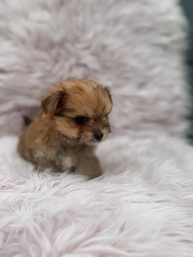 Morkie Korean bloodline in Dogs & Puppies for Rehoming in Oshawa / Durham Region - Image 5