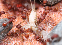 Ant Queens | Legal Roaches | Nid de Fourmis + Equipments