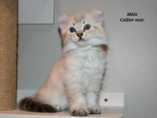 Highland lynx chatons in Cats & Kittens for Rehoming in Lanaudière - Image 4