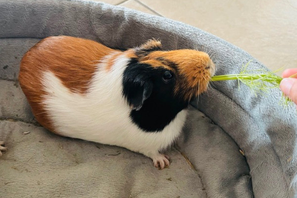 Hope And Daisy. Adorable, Female Guinea Pigs Seeking New Home in Small Animals for Rehoming in Oshawa / Durham Region - Image 2