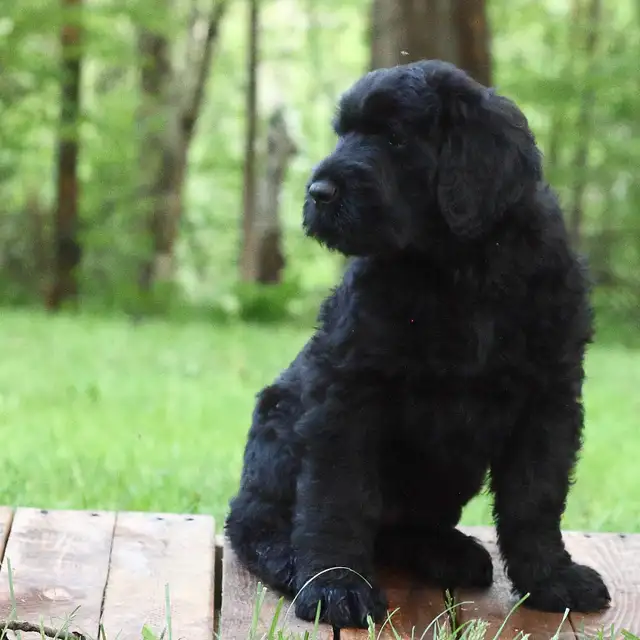 Black Russian Terrier CKC registration in Dogs & Puppies for Rehoming in Oakville / Halton Region - Image 3