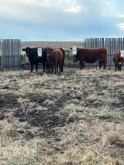 10 bred 3 to 5 year old cows . Exposed to black Angus bull June 23 to sept. 1 st . Preg checked On 2...