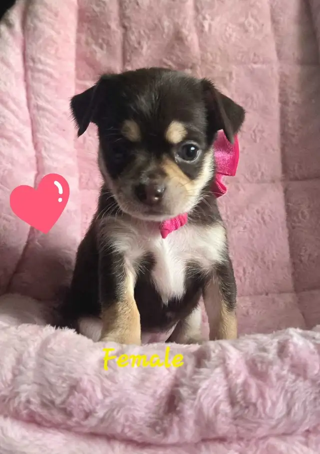 Pure Chihuahua pups