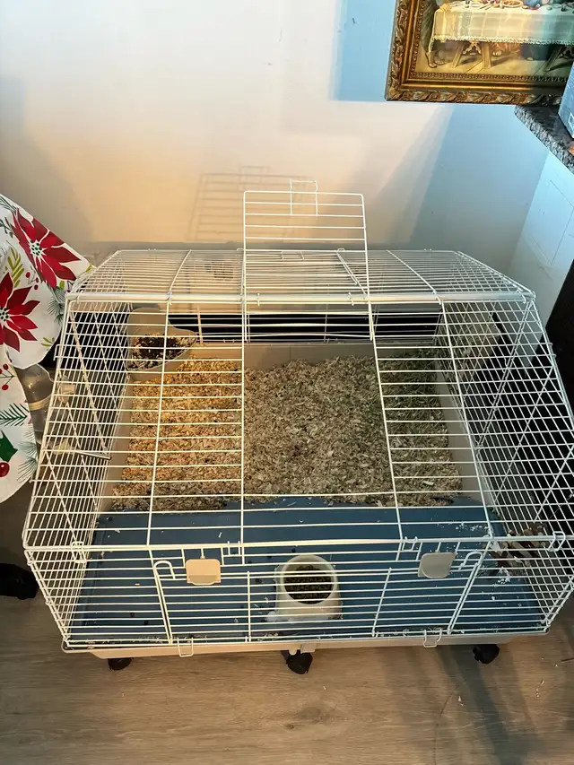 Male Grey rabbit ( blue Netherland dwarf) in Small Animals for Rehoming in Mississauga / Peel Region - Image 5