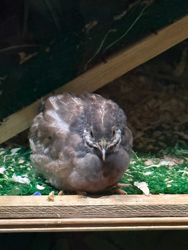 Button Quail in Birds for Rehoming in Comox / Courtenay / Cumberland - Image 2