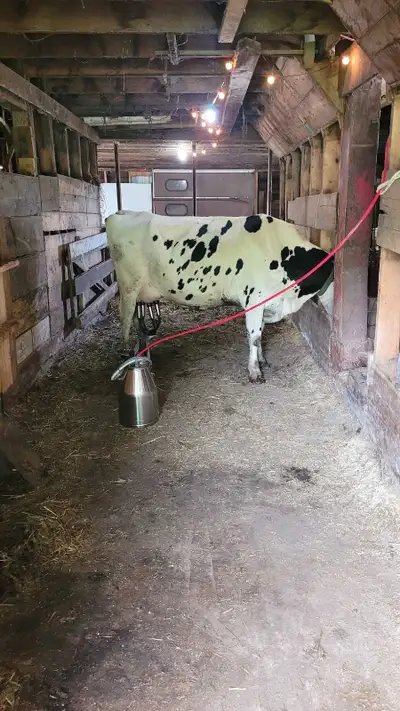 Holstein cow for sale, View more