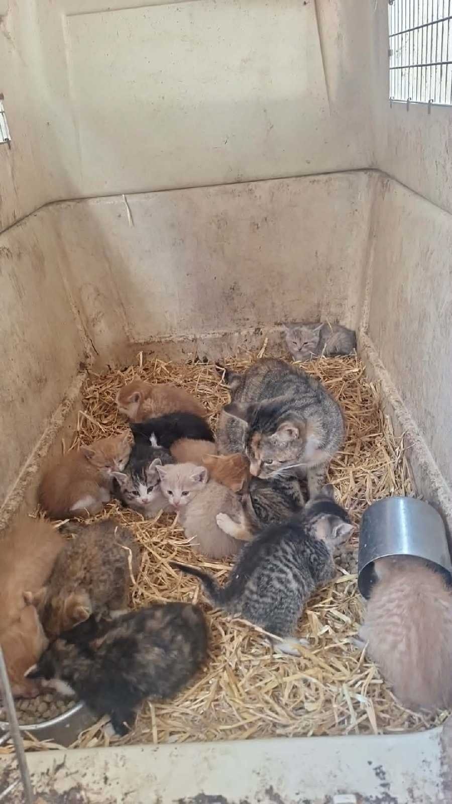 kittens looking for a good home | Cats & Kittens for Rehoming | Ottawa ...