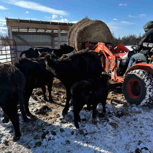Miniature Dexter cow for sale in Livestock in Trenton