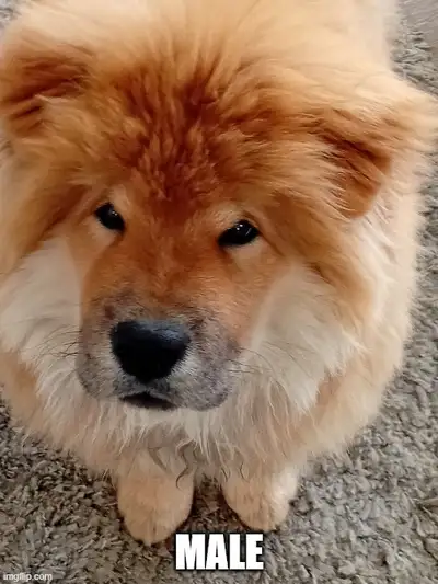 Adorable Chow Chow Puppies, View more