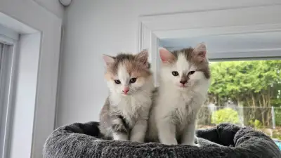 Chatons à donner, View more