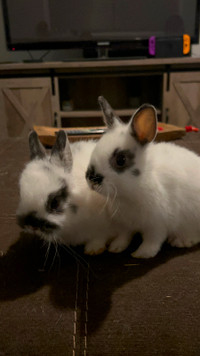 Purebred/Pedigreed Netherland Dwarf rabbit babies
