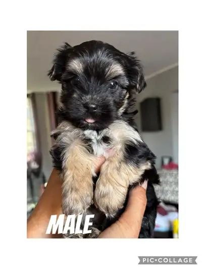 Yorkshire Terrier puppies , View more