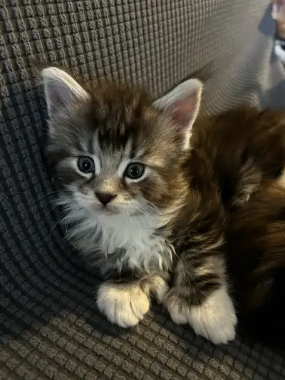 Maincoon kittens for sale , View more