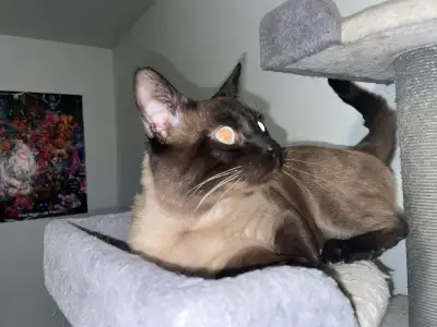 Male 1 an en février 2025 un chat super affectueux doux joueur je m’en défais car j’ai trop de chats...