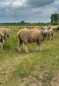 Dorset X Charollais ewe lambs